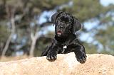 CANE CORSO 413